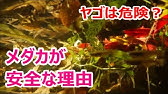 メダカ冬対策 支度 ヤゴ駆除 Youtube