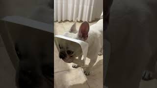 Playful French Bulldog Stuck in Trash Bin’s Cover