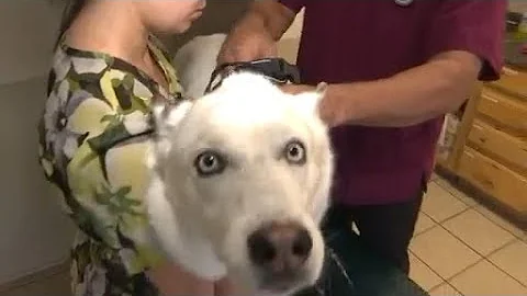 Mysterious illness continues to spread to dogs