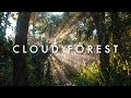 The Forests of Ecuador - Morten's South America Vlog Ep. 16