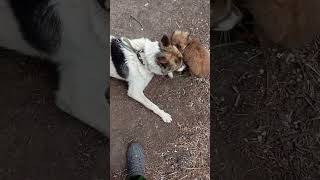 Бос и Митяй .#милота #прикол #юмор #веселыесобаки #митя #бос #собаки #друзья