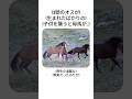 【絶体絶命】生まれたばかりの子馬を襲う3頭のオス…力尽きかけたその瞬間、現れた救世主が凄すぎる！😭🐎