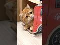 弟に車の絵本を買ってあげたくて… #shorts #cat #cute #drama