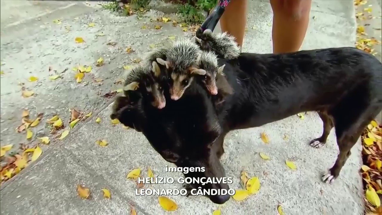 Cachorrinha adota filhotes órfãos de gambá