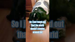 #funny #dogs #barbmomof3