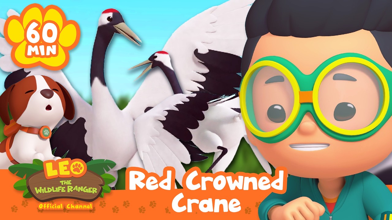 Baby bird dancing with their Mama! | Red Crowned Crane | Leo the Wildlife Ranger | Full Episode