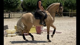 PALOMINO Gelding 2014, Advanced dressage training , November 2023 video