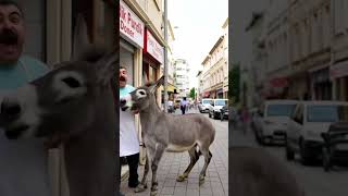 penci zorno pandik pundik #ytdayibenionecikarnolur #marvel #hulk #avengers #cat #automobile #s #gta