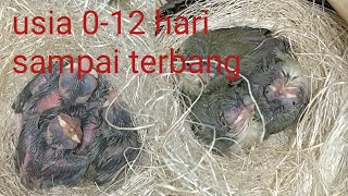 perkembangan anak an burung pleci usia 0-12 hari