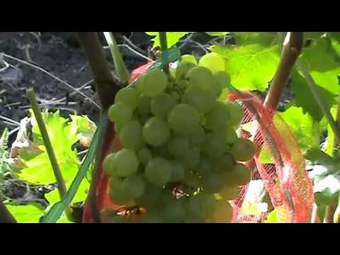 Виноград Кишмиш белое пламя - YouTube