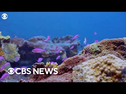 «Magical»  massive coral reef discovered deep below surface in Tahiti  «twilight zone».