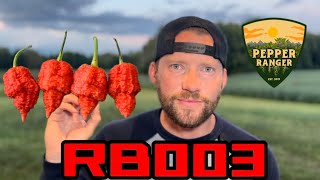 Download Lagu RB003 || Een recensie van Brutal Pepper MP3 Download Lagu RB003 || Een recensie van Brutal Pepper MP3