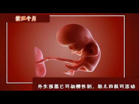 精子与卵子相遇那一刻，胎儿性别就确定了吗？SRY基因：还有一战