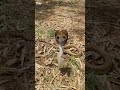 #kingcobra#दुनिया का सबसे खतरनाक सांप जिसके जहर में न्यूरोटॉक्सिक पाया जाता है#