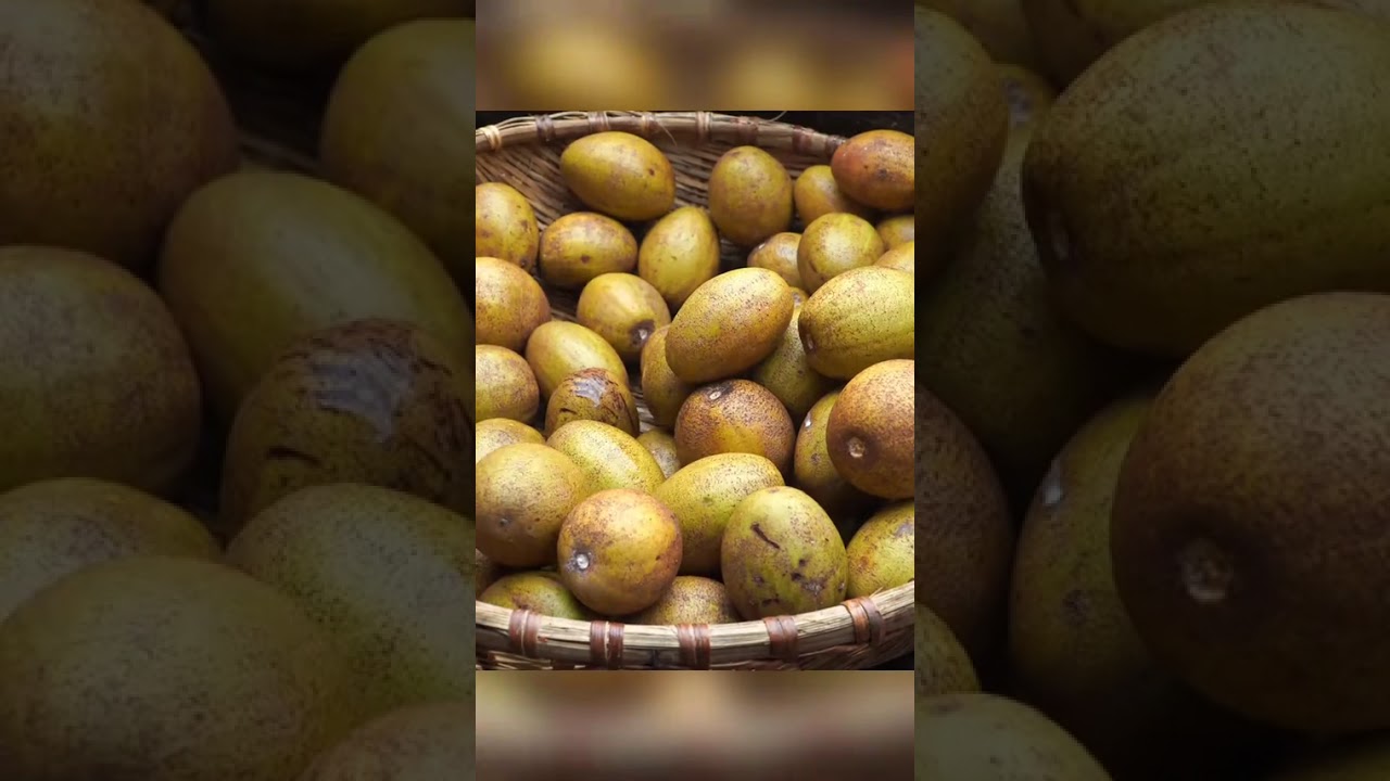 Harvesting Gold: Discover the Incredible Journey of Sapodilla Fruit from Tree to Market