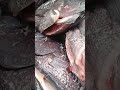Very fresh tilapia fish #ianwizy #fish