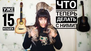 Влог/ Привезли детей Британца 😱/ Покупки четвероногим/ Пристройство котят в добрые руки