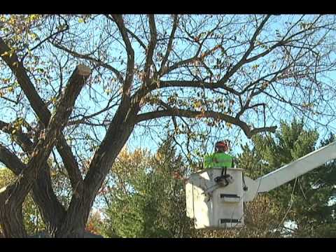 Vídeo: Lacebark Elm Tree Growing: Saiba mais sobre os prós e contras do Lacebark Elm