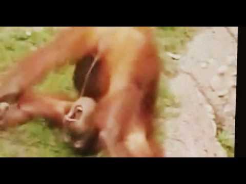 Orangutan porn