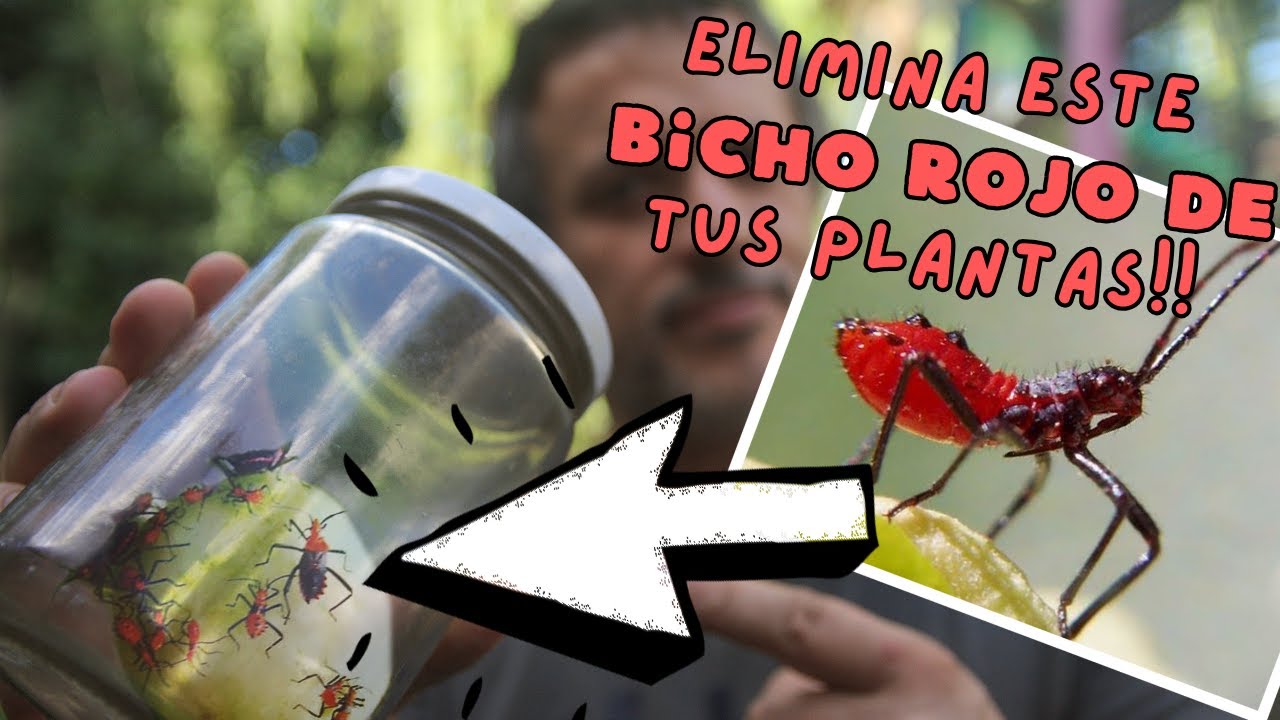 COMO ELIMINAR  LA CHINCHE ROJA EN LAS PLANTAS.