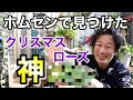【あったら買っとけ】〇入〇のクリスマスローズを買いました　　　　　【園芸超人カーメン君】
