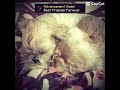 TANNERRR #pets #dog #goviral #viralvideos