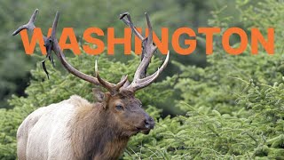 WHAT YOU NEED TO KNOW - 2022 Washington Application Strategy screenshot 4