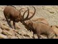 Ibex fight for mating rituals  wild arabia  bbc earth