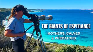 Inside the Wild Southern Ocean: Whales, Dolphins, & 100km/h Gannets