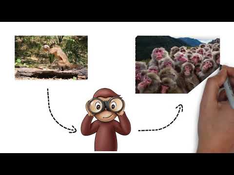 Teoria do Centésimo Macaco – Vivência em Cura