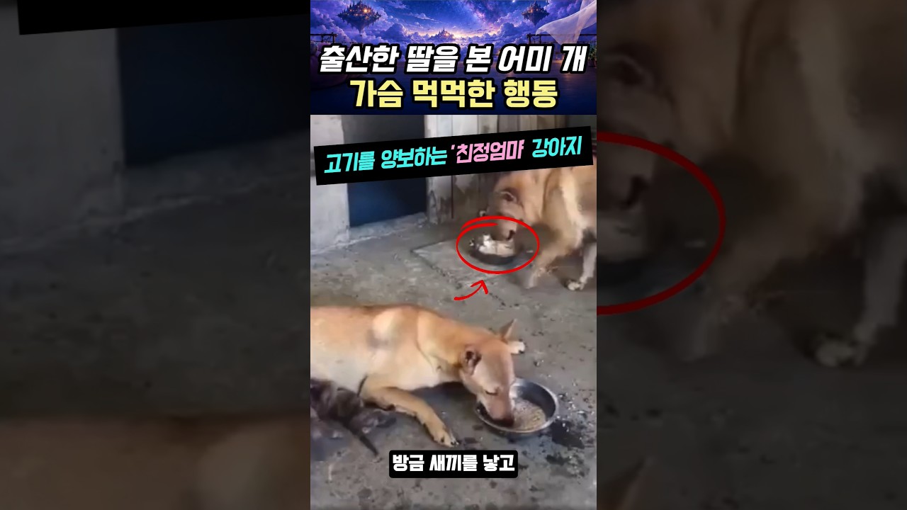 출산한 딸을 본 어미개의 가슴 먹먹한 행동이라는데... #강아지 #모성애