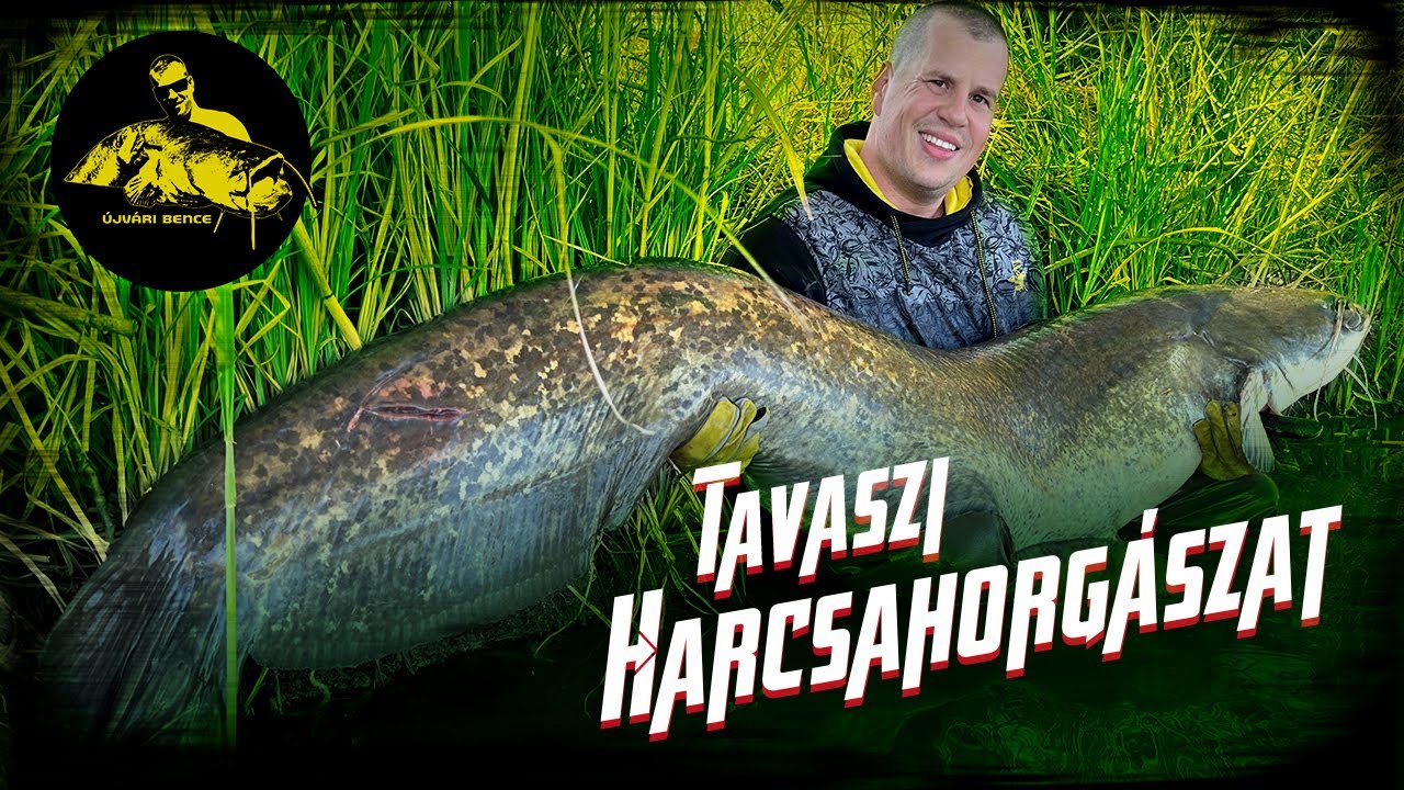 Tavaszi Harcsahorgászat