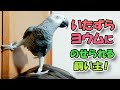 いたずらヨウムにのせられる飼い主