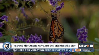 Here's how you can help monarch butterflies