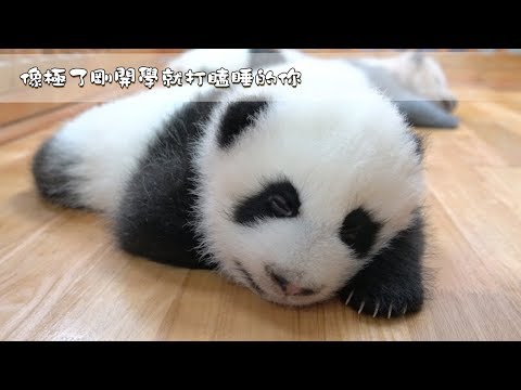 《熊貓早晚安》像極了剛開學就打瞌睡的你（成風） | iPanda熊貓頻道