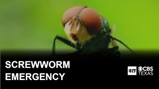 Second screwworm case spurs emergency in South Texas