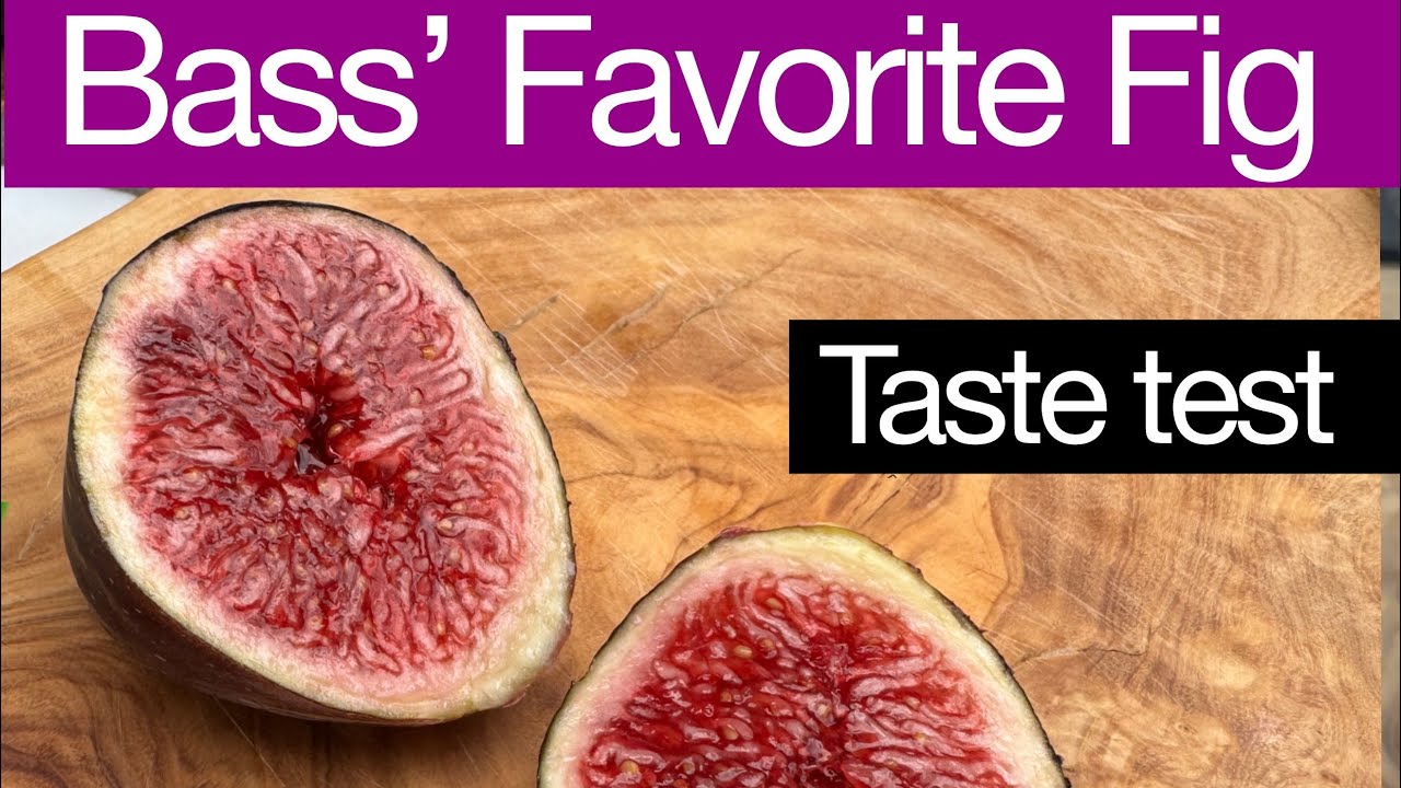 Bass' Favorite Fig is one of my favorites now too #fig #figtasting