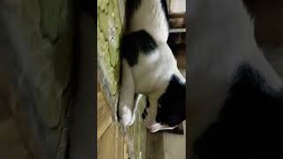 Download Lagu #music #dangdut #musik #cover #lagu #cat #leopartnik #funnyanimals #catlover #meowingtv MP3