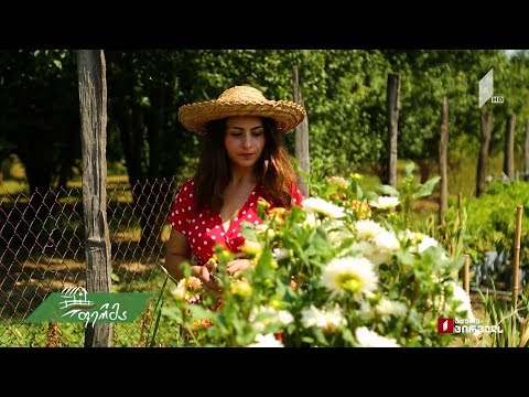 #არტიშოკი ლაგოდეხელი რებეკა ხუგაევას ჯუჯა ხეხილისა და ათასფერი ყვავილების სამყარო