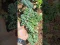 Harvesting Kale Leaves#garden  #gardening #kale #brassica #harvest