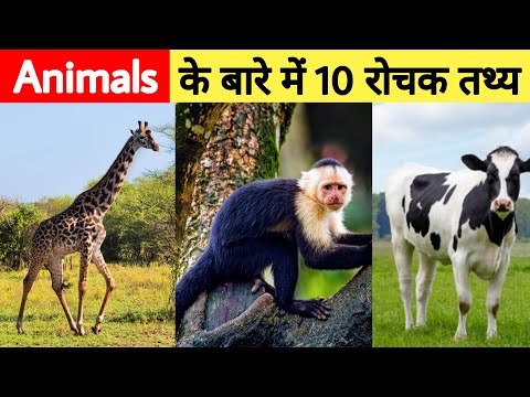 Top 10 Most amazing animal facts | Animal facts | #shorts #facts