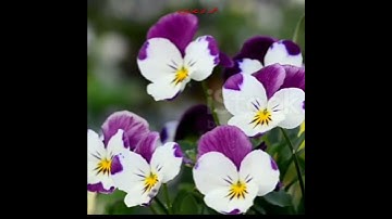 تلاوة مباركة من سورة ألتغابن. ألشيخ رعد محمد ألكردي