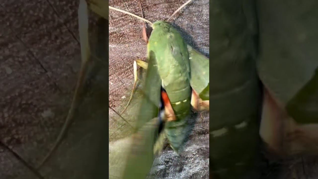 GAUDY SPHINX MOTH - WHAT A BEAUTY!! 
