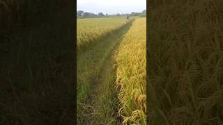 Download Lagu Jai shri sitaram 🙏🏻 💖 ✨️ MP3