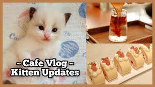 Cafe Vlog | Newborn Kittens Update