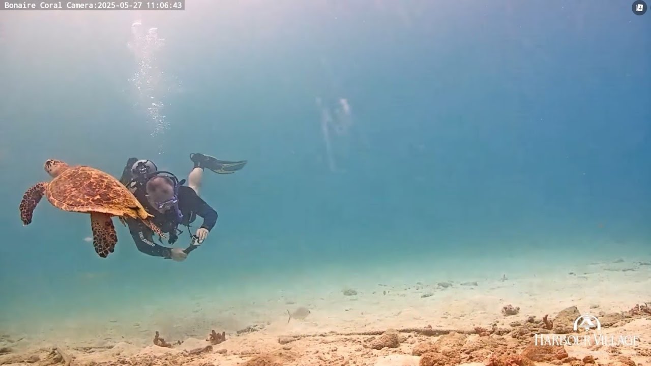 Harbour Village Bonaire Coral Reef