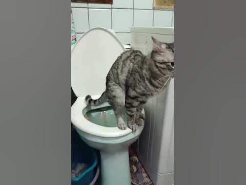 Кот какает в туалете - YouTube