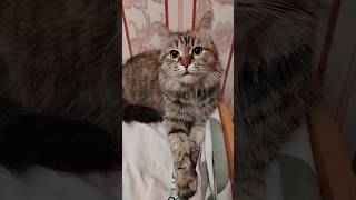 Люди, добрые... #best #cat #веселыекоты #прикольныекоты #котики #красиваякошка #кот #мурка #котик