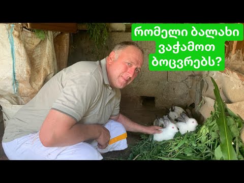 რომელი ბალახი ვაჭამოთ ბოცვრებს? მებოცვრეობა საჩხერეში