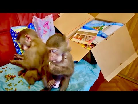 КАКАЯ ПРЕЛЕСТЬ! Маня и Тося так хорошо слушаются при распаковке подарков, не то что Степа и Люся!